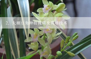 大棚豆角种植视频及栽培技术