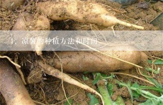 凉薯的种植方法和时间