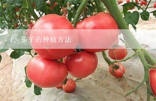 茄子的种植方法