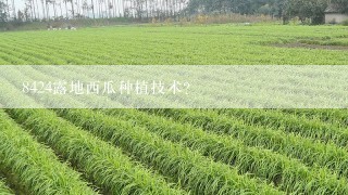 8424露地西瓜种植技术？