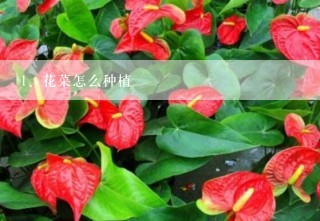 花菜怎么种植