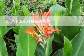 菜豆怎么种植视频教程