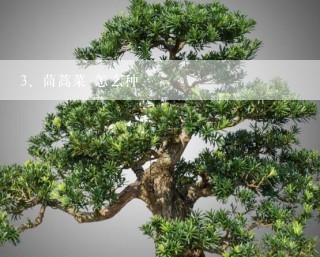 茼蒿菜 怎么种