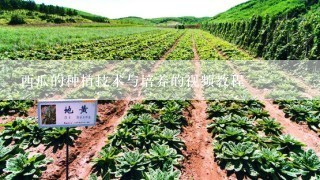 西瓜的种植技术与培养的视频教程