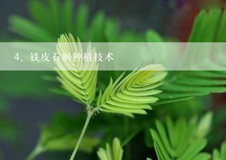 铁皮石斛种植技术