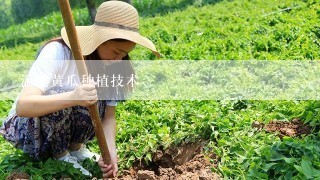 温室黄瓜种植技术