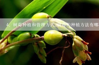 树莓种植和管理方式_树莓的种植方法有哪些