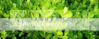 夏季种植白菜有哪些技术要点？