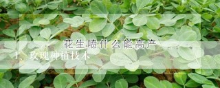 玫瑰种植技术