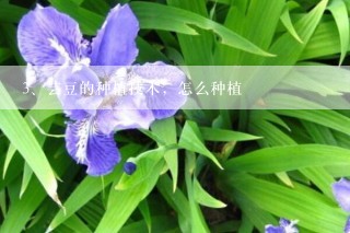 芸豆的种植技术，怎么种植