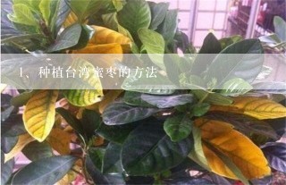 种植台湾蜜枣的方法