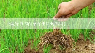 中蔬绿笋70白菜籽出口到哪国？