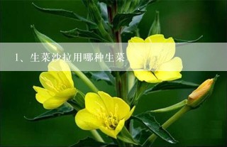 生菜沙拉用哪种生菜