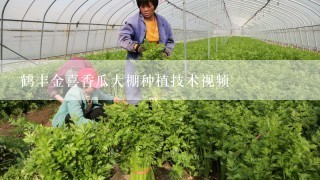 鹤丰金喜香瓜大棚种植技术视频