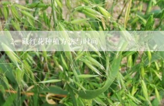 藏红花种植方法与时间