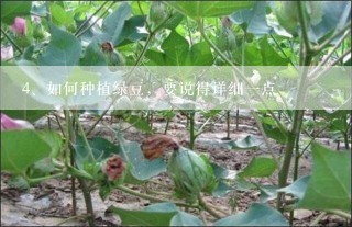 如何种植绿豆，要说得详细一点