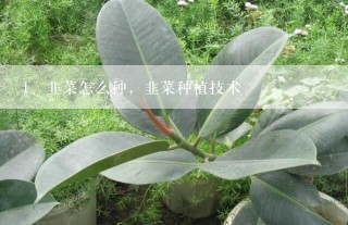 韭菜怎么种，韭菜种植技术