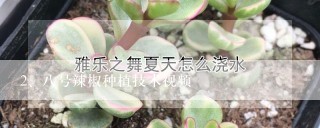 八号辣椒种植技术视频