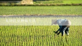 大田红豆种植方法