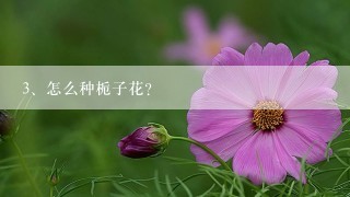 怎么种栀子花？