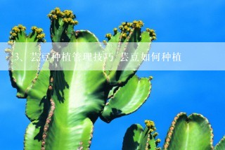 芸豆种植管理技巧 芸豆如何种植