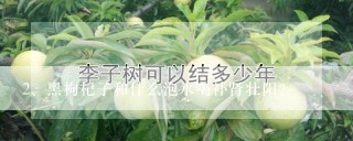 黑枸杞子和什么泡水喝补肾壮阳？