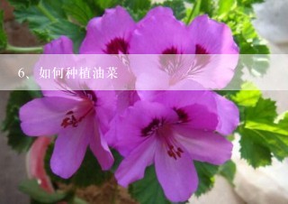 如何种植油菜