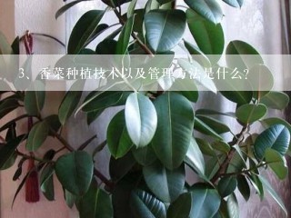 香菜种植技术以及管理方法是什么？