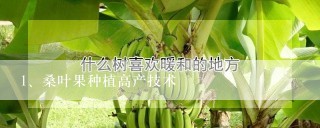 桑叶果种植高产技术