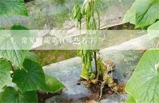 常见的蔬菜有哪些名字