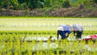 2020年内蒙古阿荣旗玉米补助一亩地多少钱？