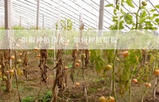甜椒种植技术，如何种植甜椒