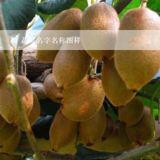 蔬菜名字名称图样