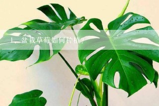 盆栽草莓如何种植？