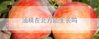 常见的蔬菜有哪些名字