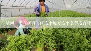 请问一下在江西九江这个地方这个季节适合种什么蔬菜