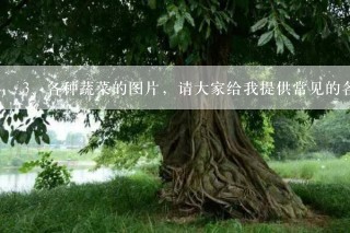 各种蔬菜的图片，请大家给我提供常见的各种蔬菜的图