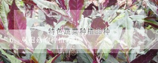 双孢菇的种植方法