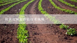 秋黄皮辣椒种植技术视频