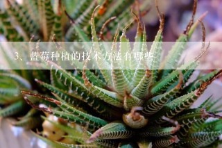 蓝莓种植的技术方法有哪些