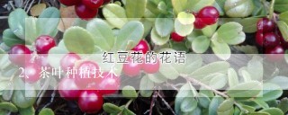 茶叶种植技术