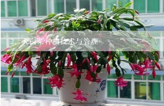 大白菜种植技术与管理