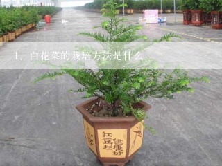 白花菜的栽培方法是什么