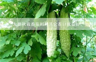 大棚秋栽番茄相对其它茬口效益好，如何种植获得高产