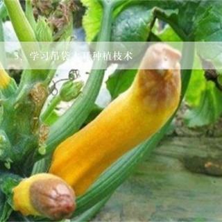 学习吊袋木耳种植枝术