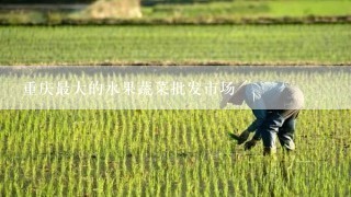 重庆最大的水果蔬菜批发市场