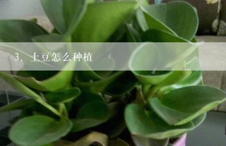 土豆怎么种植