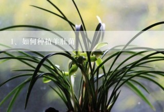 如何种植羊肚菌