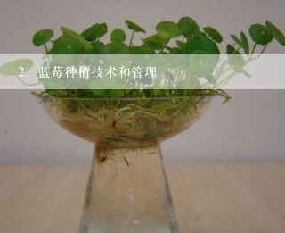 蓝莓种植技术和管理