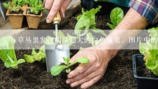 在草丛里发现两丛超大的白色菌类，图片中的菌类叫什么名字?能不能食用呢?